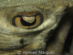 The Eye of The Stingray by Abimael Márquez 
